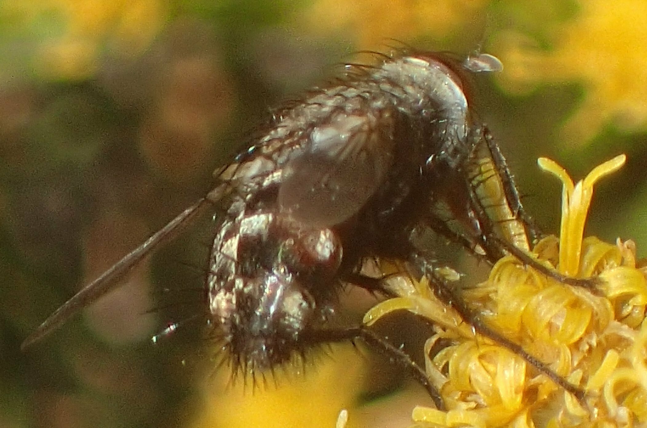 High Resolution Tachinidae(Fa) sp006 Animal